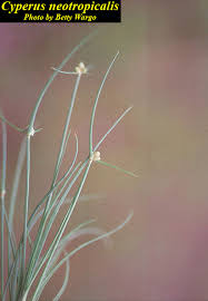 Image result for Cyperus maculatus