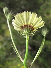 Image result for Tolpis