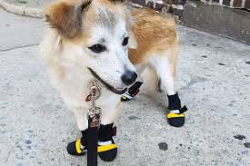 The Best Dog Boots Reviews By Wirecutter