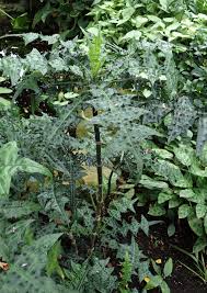 Image result for Acanthus montanus