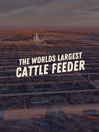 Cattle Farming Insights with Kim Rounds from Five Rivers