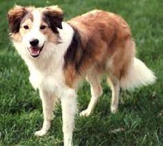 Pin On Border Collies