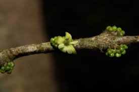 Image result for Tricalysia sp. E