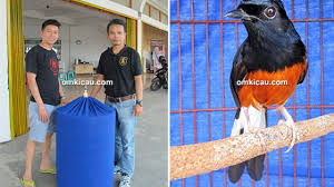 Ciri ciri burung murai batu nias. Murai Batu Raja Kuota Hijrah Ke Palembang Om Kicau