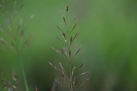 Image result for Chrysopogon