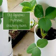 Below is the entire transcript from the video: Simple Diy Strawberry Tower For Aquaponic Or Hydroponic Growing Off Grid World