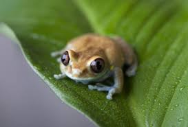 A continuación, nos detendremos en cada una de las fases de las ranas. Ciclo De Vida De Las Ranas Gata Ingeniera