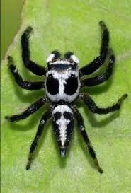 Black And White Biting Insect Uk Jumping Spider Male Black White On Leaf Arachnids Spiders Spider Jumping Spider