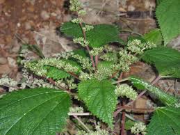 Image result for Laportea alatipes