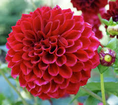 Check spelling or type a new query. 10 Gambar Bunga Cantik Dan Indah Berbagai Jenis