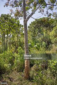 Image result for Hevea brasiliensis