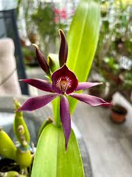 Image result for Eschenbachia gouanii