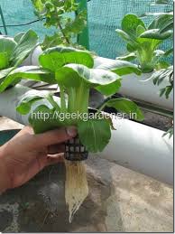 Growing Bok Choy In Containers Growing Bok Choy Garden