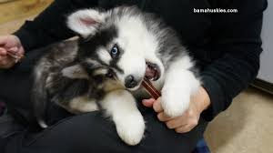 All colors from white to black are allowed in the akc. Black And White Siberian Husky Puppy For Sale Siberian Husky Puppies For Sale
