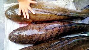 Semoga perkongsian tentang senarai buffet ramadhan di selangor dapat memberi rujukan kepada warga lembah klang untuk iftar ramadan bersama orang tersayang. Harga Ikan Gabus Per Kg Terbaru Mei 2021 Hargabulanini Com