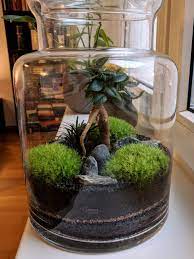 Our imagitarium ficus terrarium plant is a great addition to any terrarium. Such A Stunning Birthday Gift An Eternal Terrarium With A Little Ficus Tree Indoorgarden Terrarium Beautiful Terrariums Plants In Jars