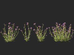 Image result for Mimulus gracilis