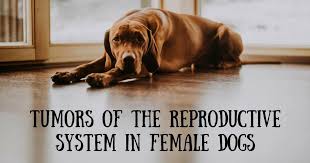Dog anatomy is not very difficult to understand if a labeled diagram is present to provide a graphic illustration of the same. 5 Tumors Found In Female Dog Anatomy I Love Veterinary