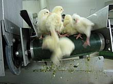 We did not find results for: Chick Culling Wikipedia