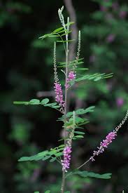 Image result for Indigofera adenoides