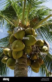 Image result for Cocos