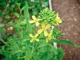 Maybe you would like to learn more about one of these? Yes You Can Eat Kale Buds And They Re Delicious Garden Betty