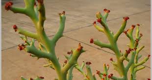 Image result for Euphorbia halipedicola