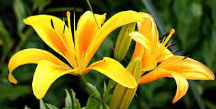 Image result for flower images