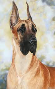 Our dogs are pennhip and ofa certified along with dna tested in an effort to help ensure healthy puppies. Mcemn Great Danes