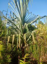 Image result for Pandanus sp. A