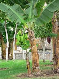 Check spelling or type a new query. 100 Gambar Pohon Kelapa Mangga Beringin Pisang Dll