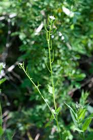 Image result for Setaria petiolata