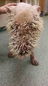 Porcupine Quills | Pet Kare Clinic