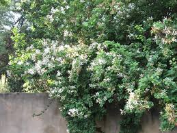 Image result for Bauhinia bowkeri