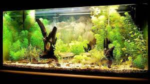 Maybe you would like to learn more about one of these? How To Set Up A Fish Tank Aquarium Care Youtube