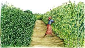 نظم الزراعة القائمة على نموذج الحفظ والتوس ع في صور fao منظمة الأغذية والزراعة للأمم المتحدة