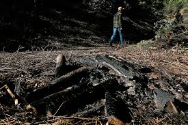 Wildfire prevention: Can California make up ground lost to shutdown?