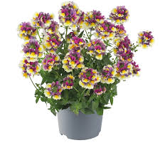 Image result for Nemesia fruticans