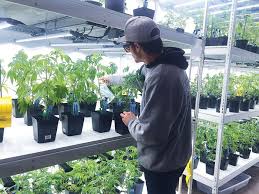 Pests of cannabis in california. Nurturing Cannabis