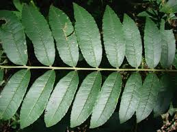 Image result for Zanthoxylum
