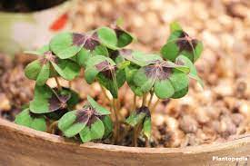 Check spelling or type a new query. Growing Shamrock Plant Oxalis Tetraphylla Bulbs How To Plant Care Plantopedia