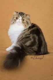 It's very easy to find cat shelters and rescues near you. Persian Cats Retired Show Cfa Champions For Sale In Los Angeles California Classified Americanlisted Com