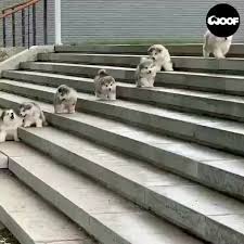 222 Begenme 1 Yorum Instagram Da Zoolojimania In 2020 Cute Funny Animals Funny Animals Cute Animals