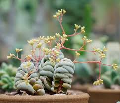 Image result for Crassula alsinoides