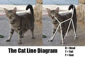 Anatomy of a cat with an. On Cats Part 2 Cat Line Diagrams Master Organic Chemistry