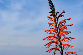 Image result for Maranthes floribunda