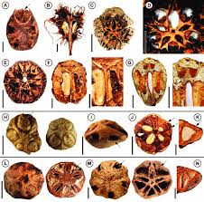 Image result for Anacardiaceae