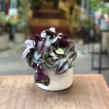 Check spelling or type a new query. Tradescantia Zebrina Wandering Dude The Nunhead Gardener
