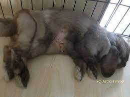 Ab wann sind zwergkaninchen geschlechtsreif. Geschlecht Kastration