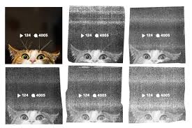 A lawyer showed up to virtual court in the 394th district of texas with a kitten filter turned on, the cat moving its lips and eyes, as rod ponton said he. The Legal Netherworld Of Meme And Reposting Accounts